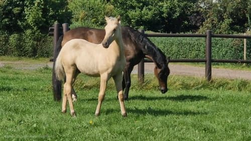 Bild av vacker D-ponny
