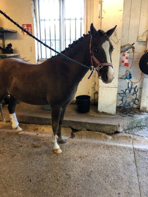 Bild av Världens bästa ponny🦄