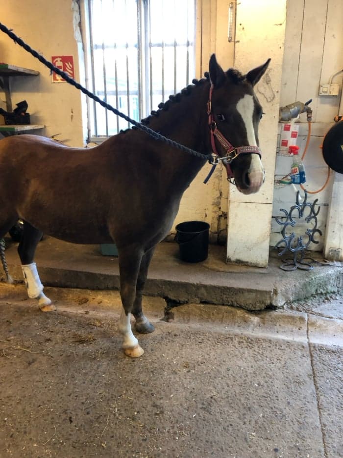 Media 4 av Ekehills Amelia