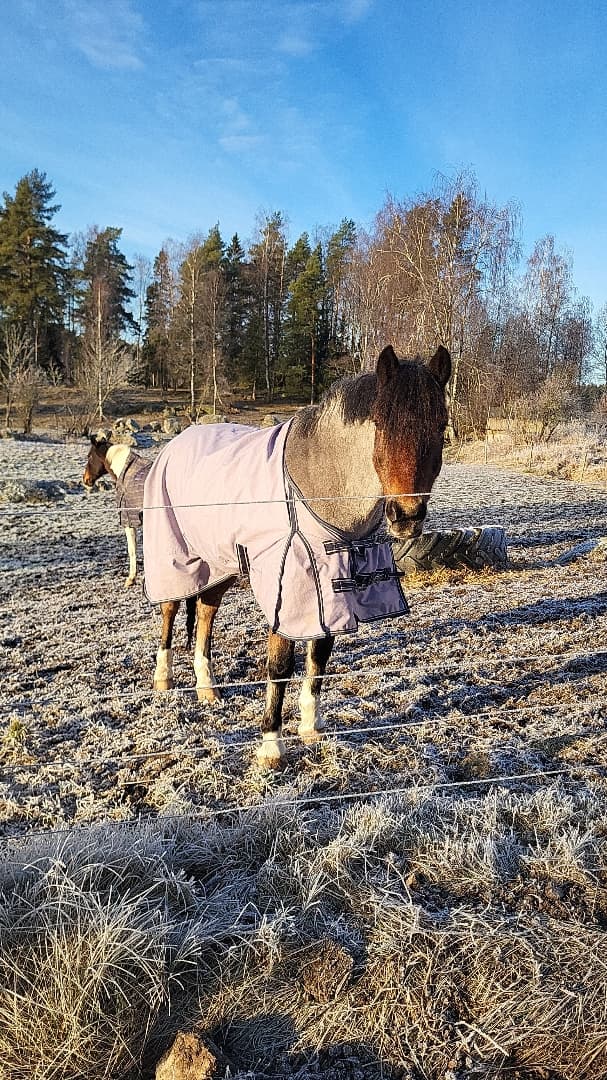 Media 5 av Jammi Dodger