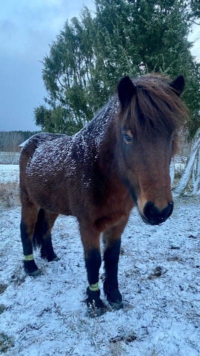 Inlägg 24 av Island