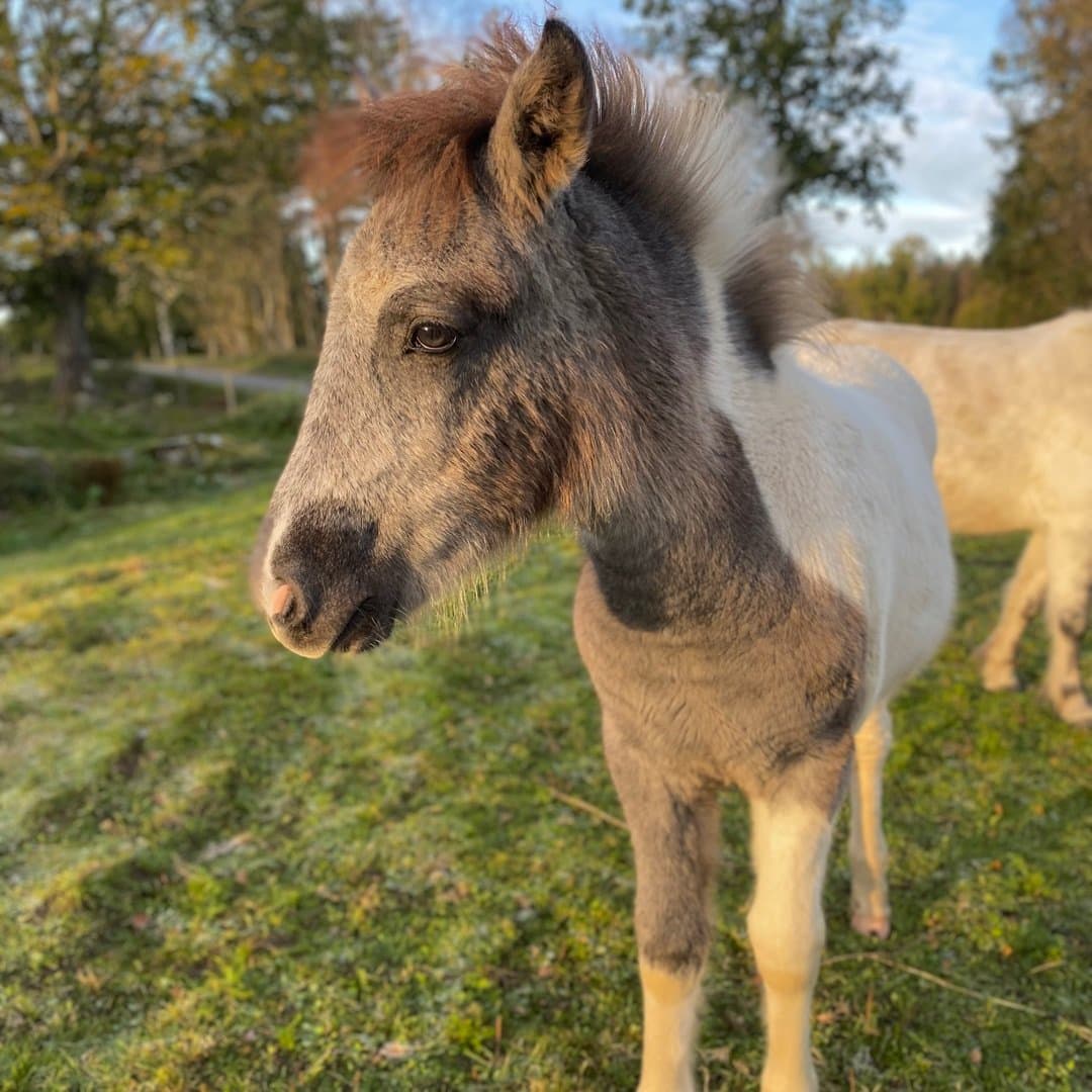 Bild 1 av Askja från virö