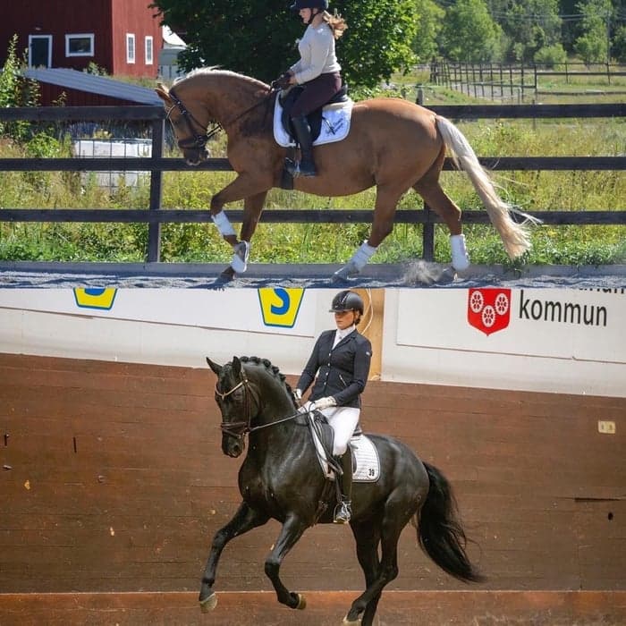 Media 2 av Bellatrix