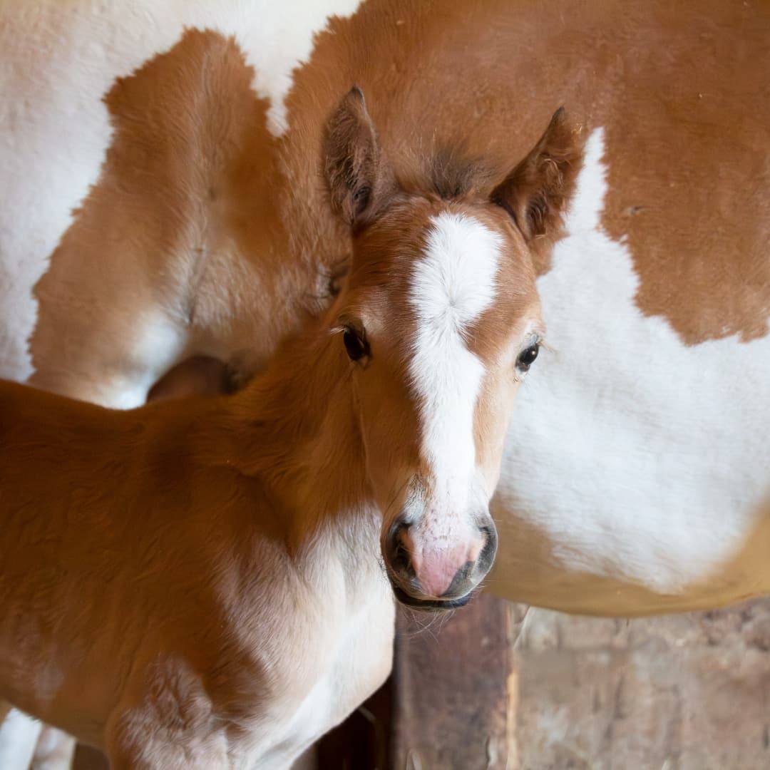 Image 1 of Dag Brunge