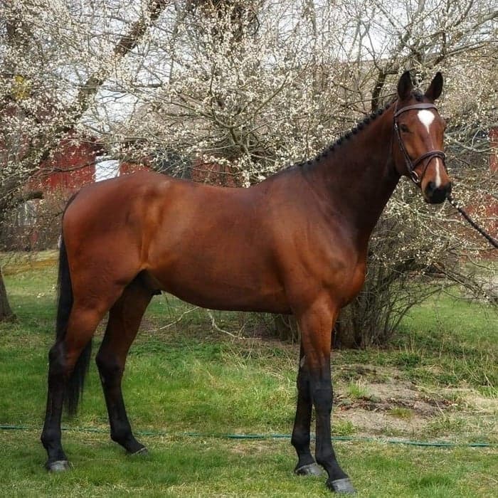 Media 3 av Quito D’Amour Z