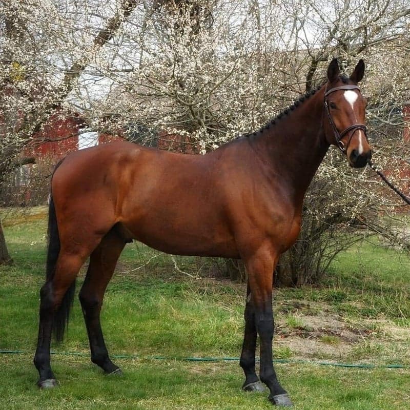 Bild 3 av Quito D’Amour Z