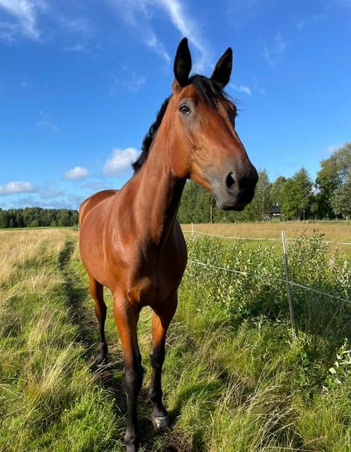 Bild av Världens snällaste valack❤️