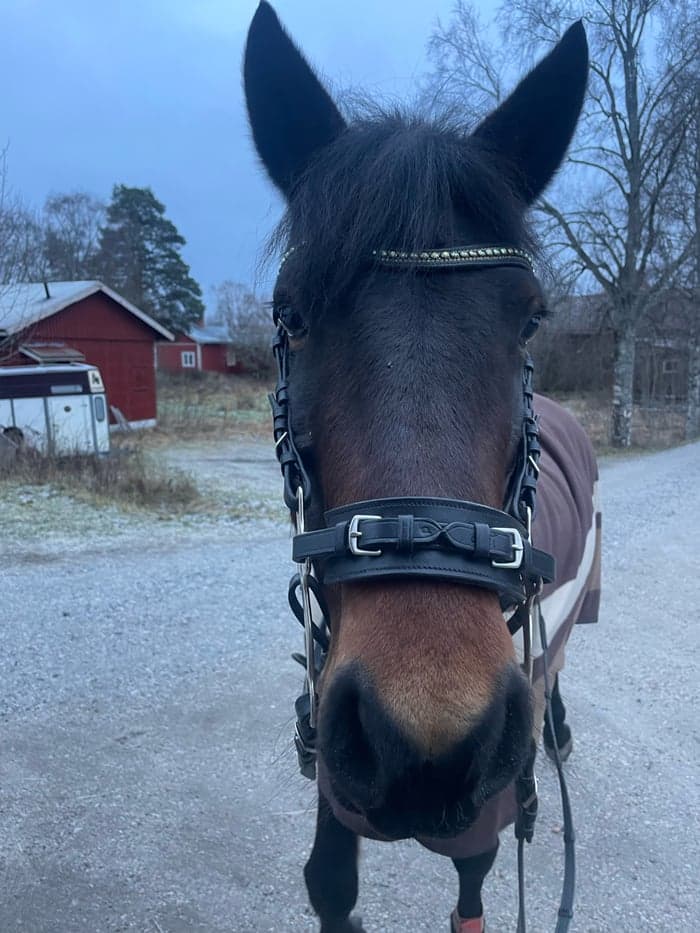 Media 4 av Rosscon May Leaf