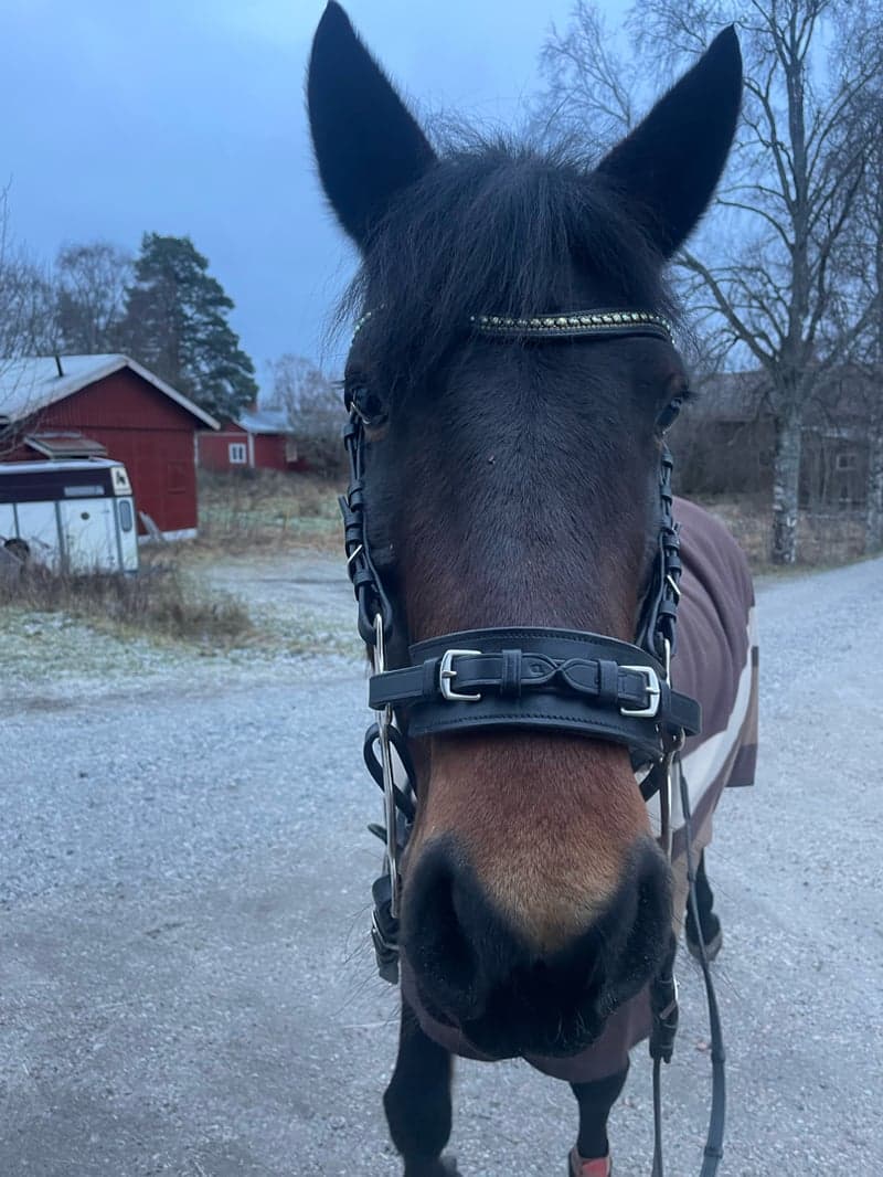 Bild 4 av Rosscon May Leaf