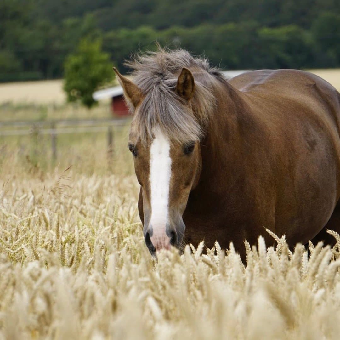 Bild 1 av coney island