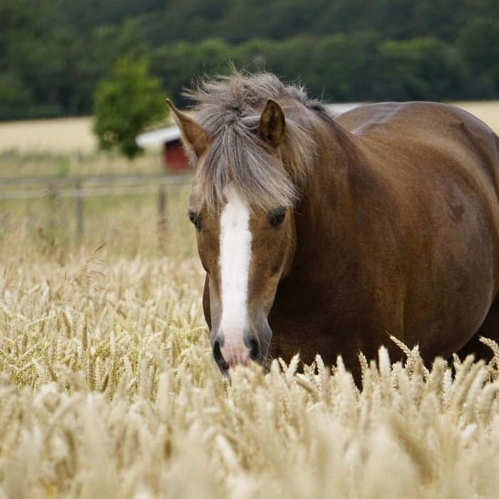 Media 1 av coney island