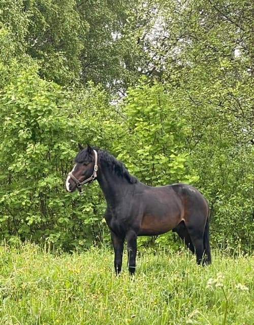 Bild av Framtidslöfte för de stora arenorna🌟