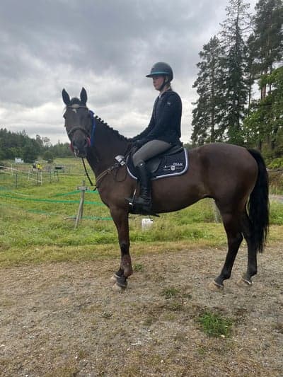 Inlägg 24 av Irländsk Sporthäst med titeln Tävling Roo gård