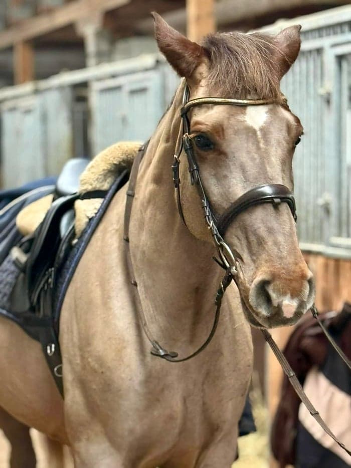 Media 1 av Sto 157 cm - Allround