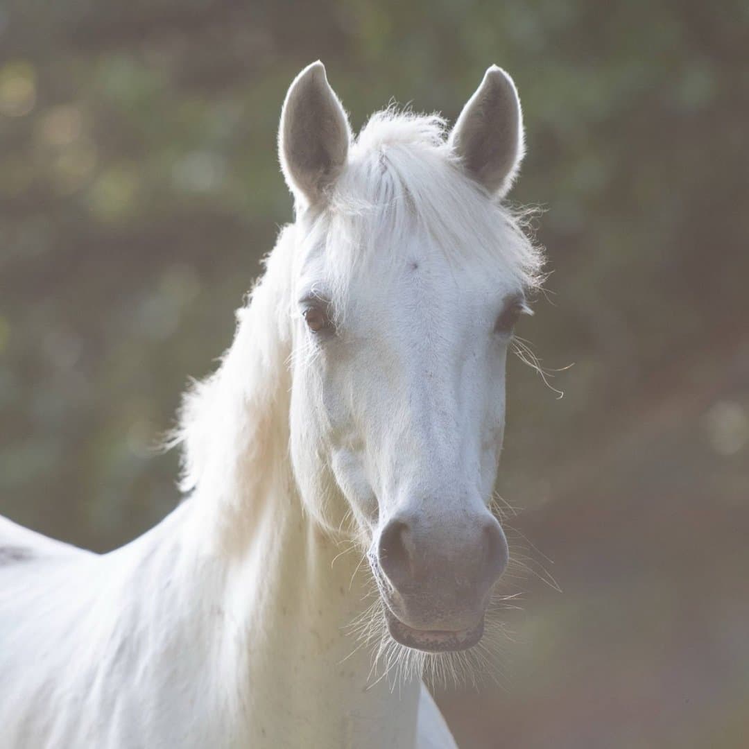 Image 1 of Lickeen Trixie 5th