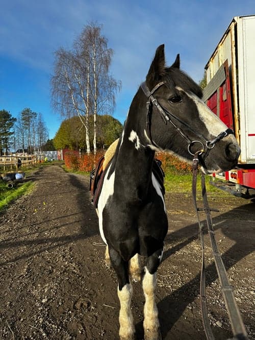 Bild av Ponny med potential