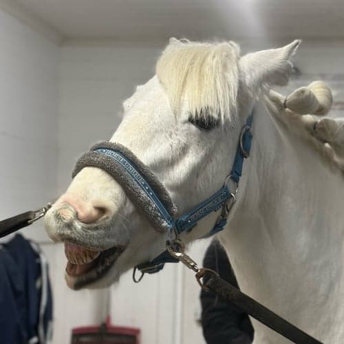 Profilbild av Nellie Pålsson