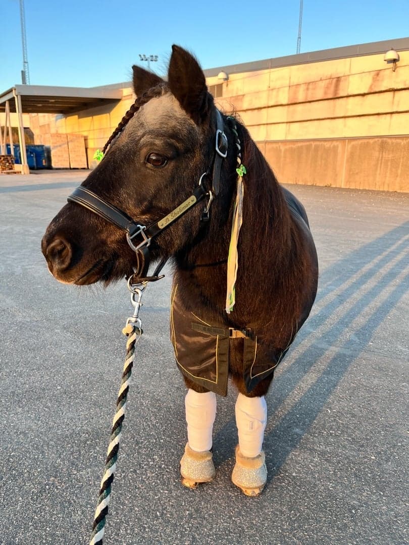 Bild 1 av Bäckdalens Shalimar