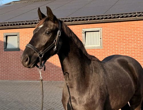 Bild av Lovande 3-årig dressyrsto – Sir Elton x San Amour