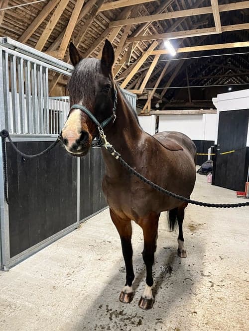 Bild av Rolig ponny som vill hitta ett kärleksfullt hem!