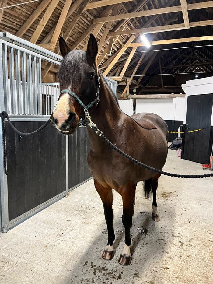 Media 2 av Top Pearl