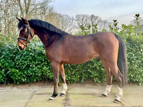 Bild av Trevlig valack - både på banan och i terräng 🩷