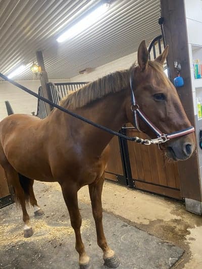 Inlägg 1 av Lusitano med titeln Uteritt för första gången 🥹❤️