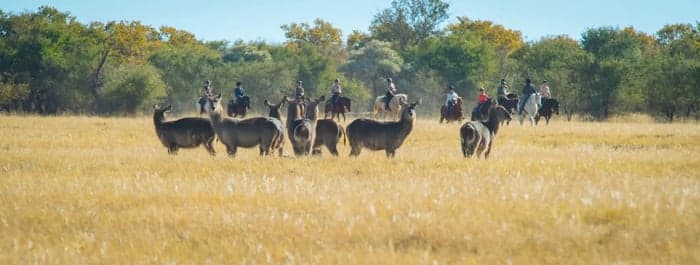 Media 3 av En ridsafari för alla – från 5 nätter i Sydafrika