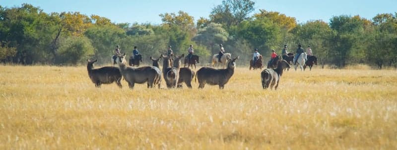 Bild 3 av En ridsafari för alla – från 5 nätter i Sydafrika
