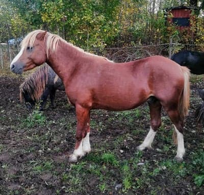 Inlägg 9 av Welsh Partbred med titeln Firre
