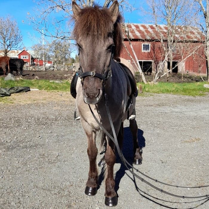 Media 1 av Gáta frá Kvistum