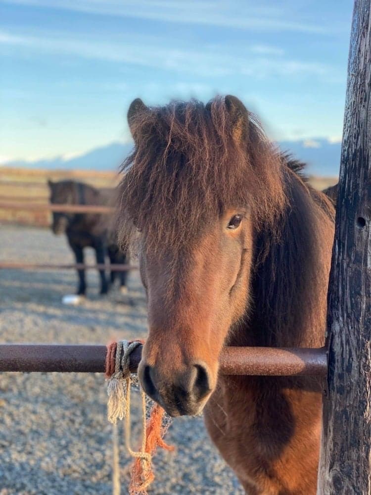 Image 1 of Viggó frá Björgum