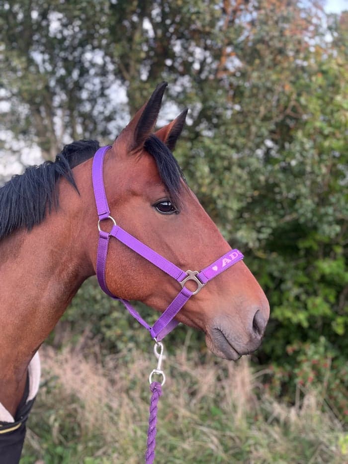 Media 1 av La fayette