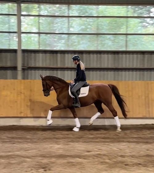 Bild av Energiskt sto till salu