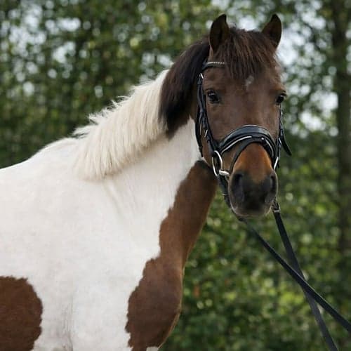 Bild av Vacker B-ponny sto, 13 år ✨