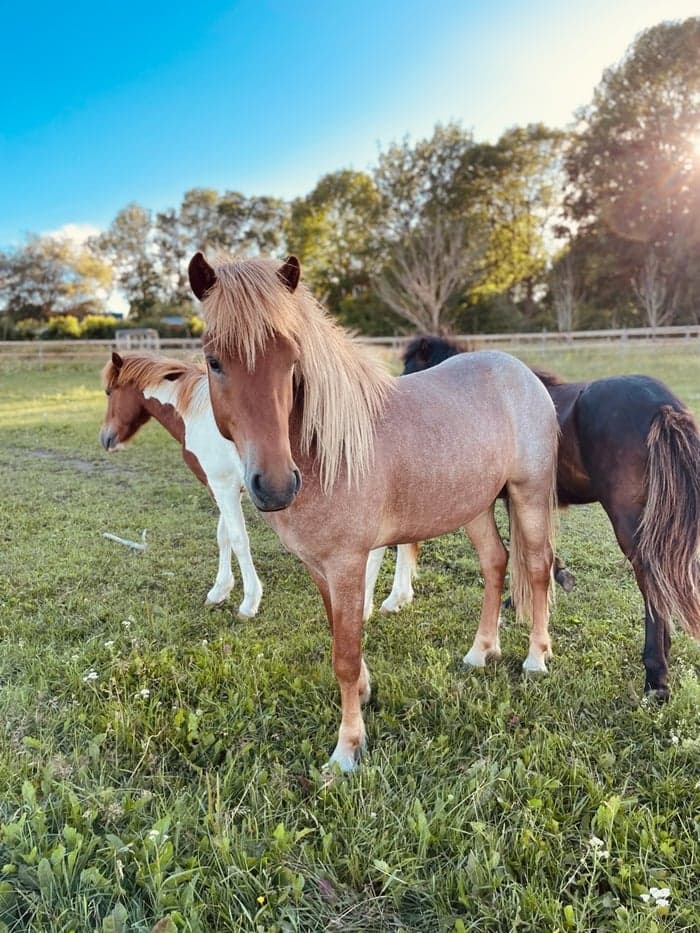 Media 1 av Herjann från Skáneyland