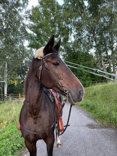 Flydi.BS Freya