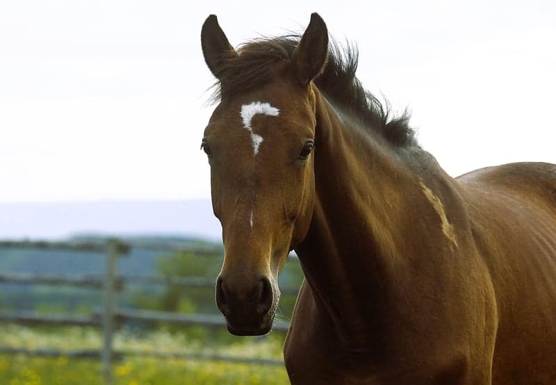 Bild 3 av Carinio Grande