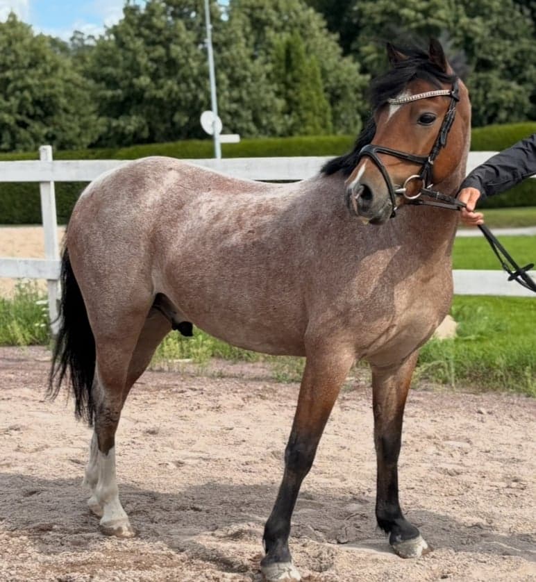 Bild 1 av Rans i love you