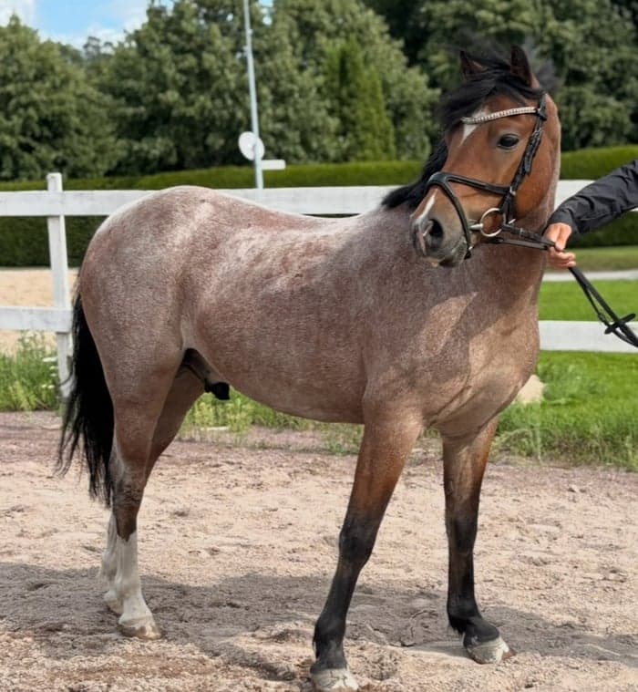 Media 1 av Rans i love you