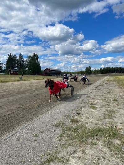 Inlägg 76 av Trav med titeln Min första 🥇