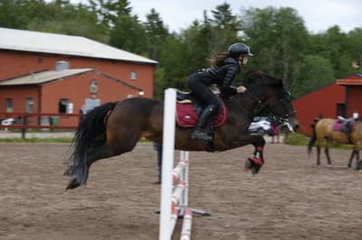 Inlägg 15 av Kallblodstravare med titeln Hoppträning 