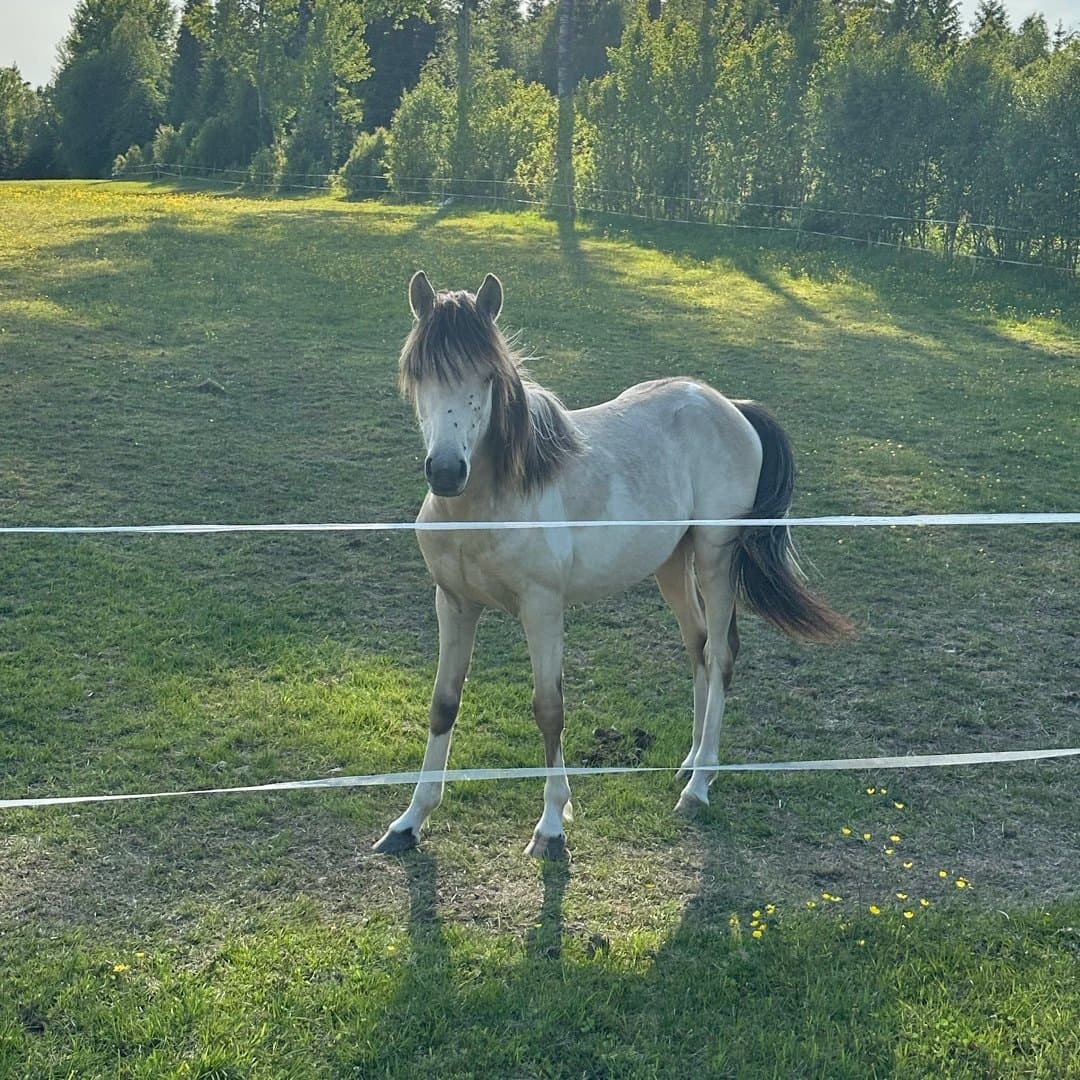 Bild 1 av Ingärtans Surprise