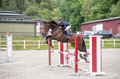 Inlägg 1 av Norsk ridhäst med titeln 90cm, Vallemyrene, Porsgrunn, Norway