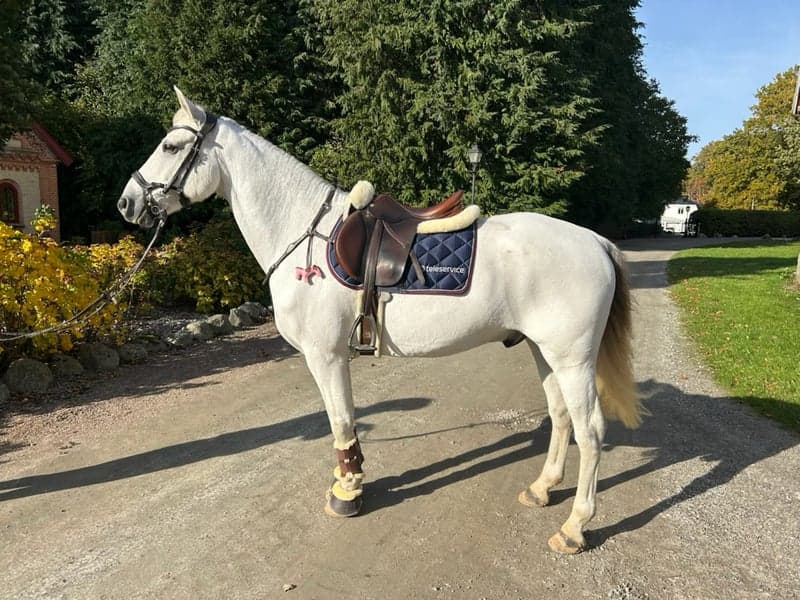 Bild 4 av Otrolig connemara för de större klasserna!⭐️