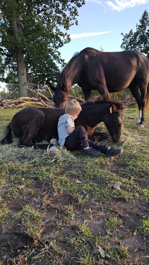 Bild av Social fölhingst med dressyr- och hoppstam