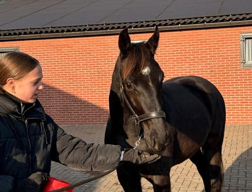 Bild av Lovande 3-årig dressyrsto – Sir Elton x San Amour