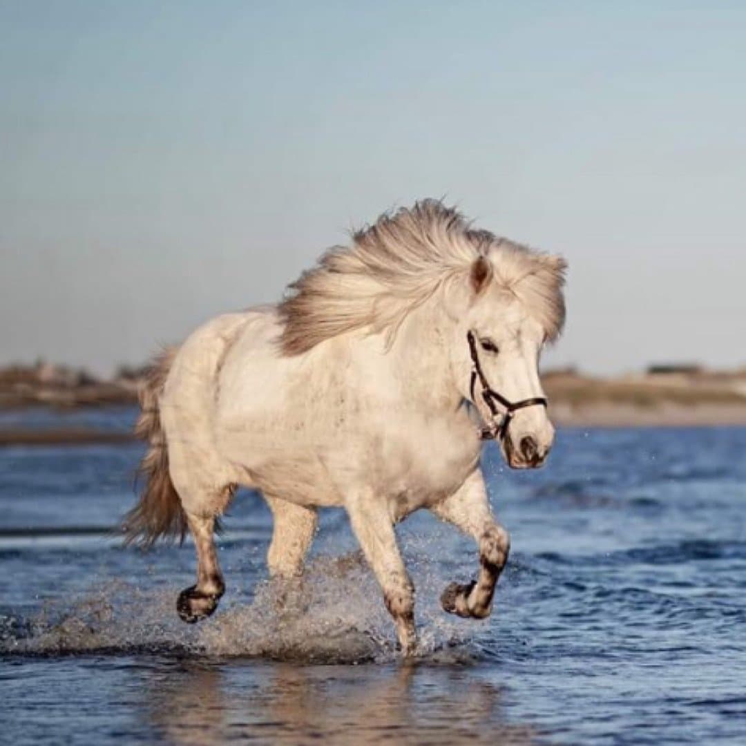 Bild 1 av Drejki från mellomgärdet