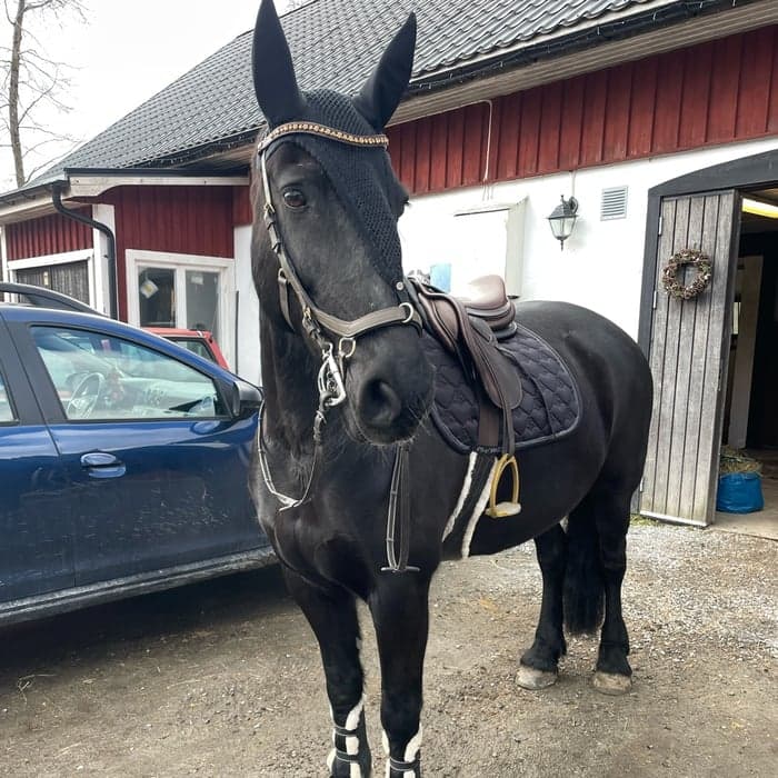 Media 1 av Black Pearl