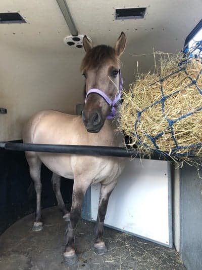 Post 2 of Konik Polski with title Köpte halana